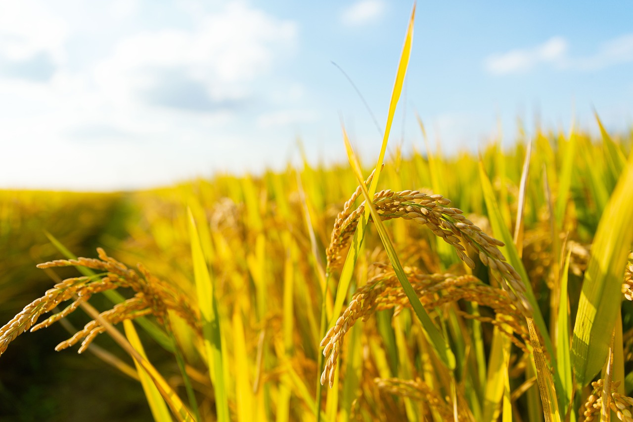 agriculture-6749210_1280