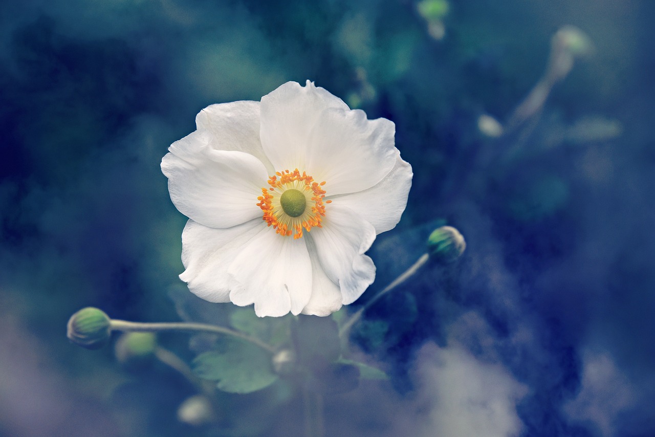 anemone-3616880_1280