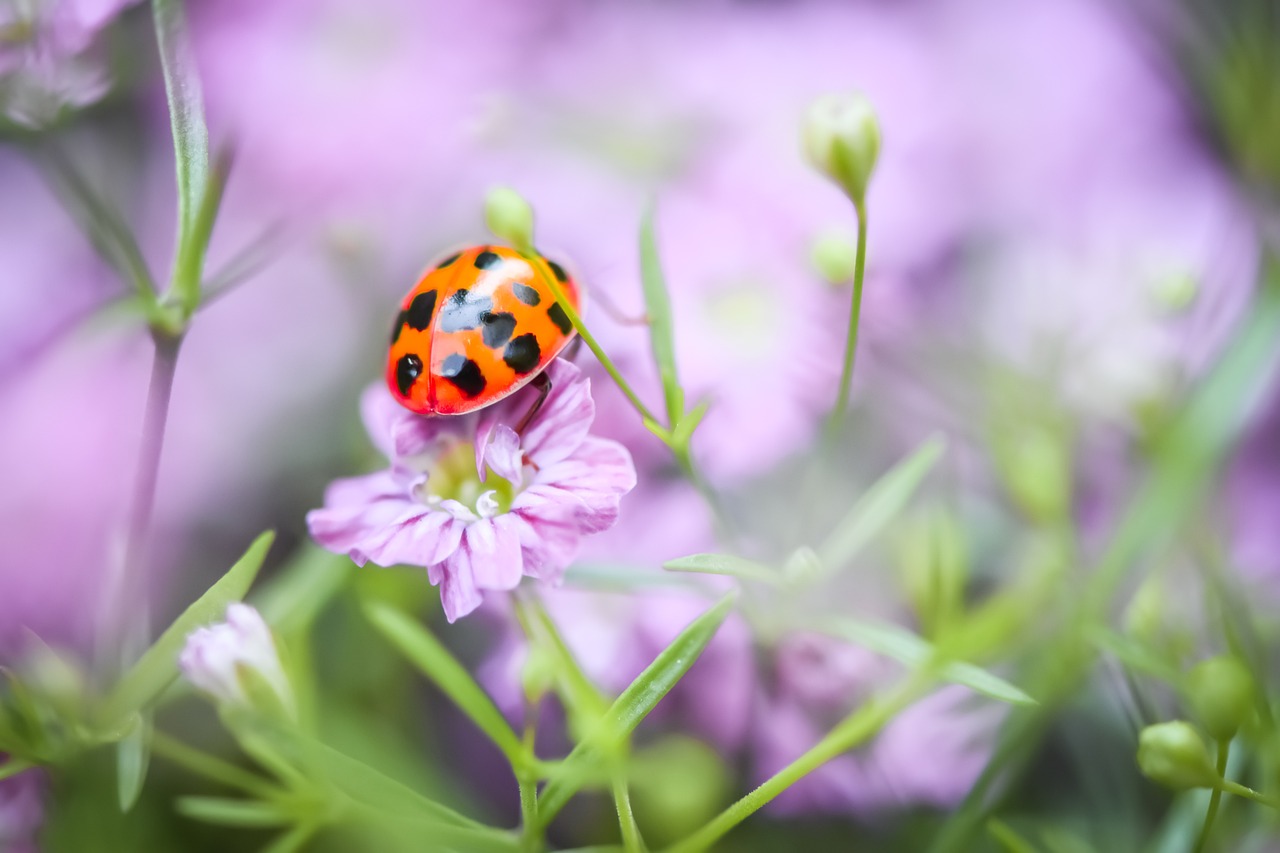ladybug-7273814_1280