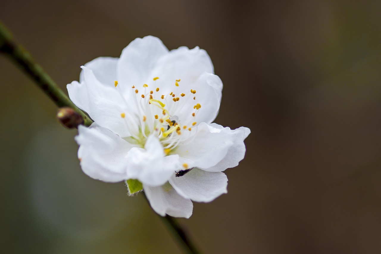 white-flower-7018157_1280