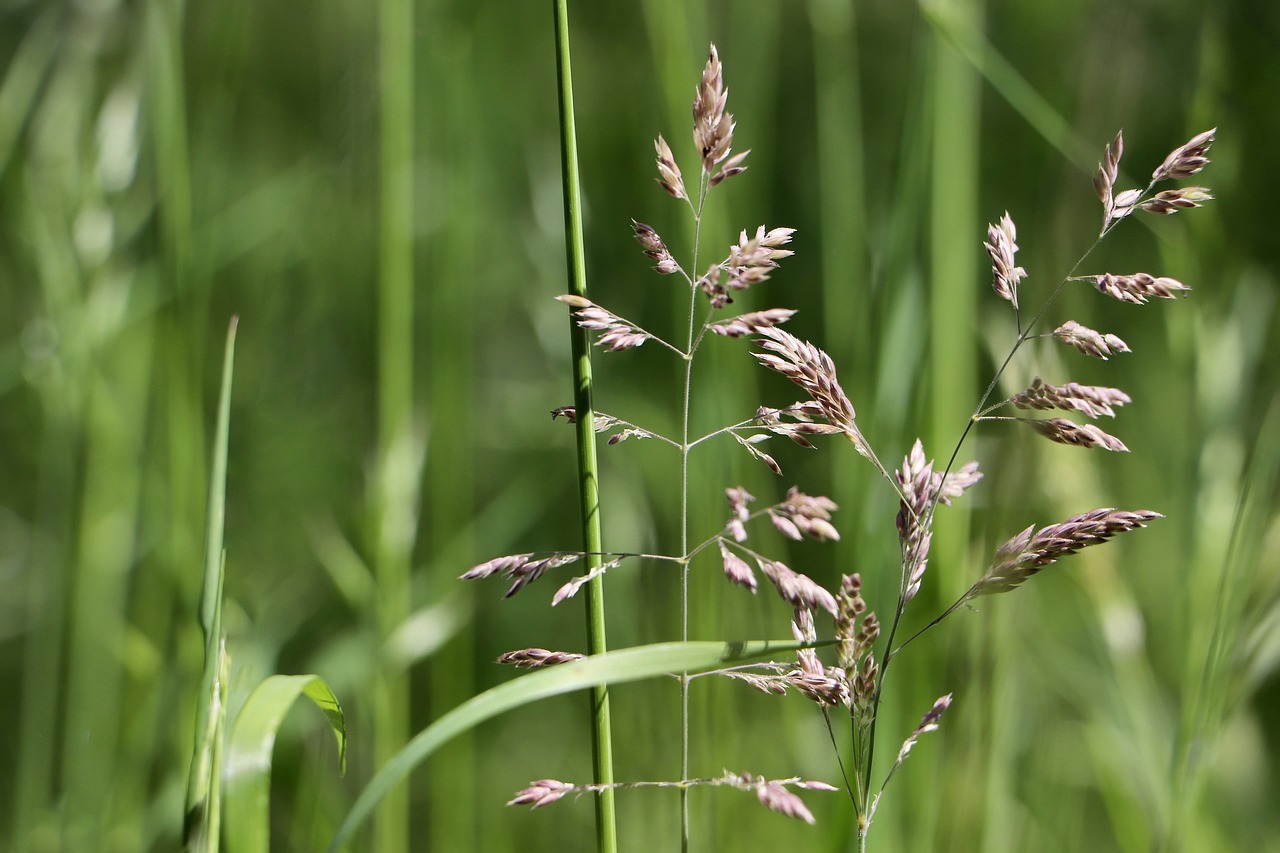 grasses-5196999_1280