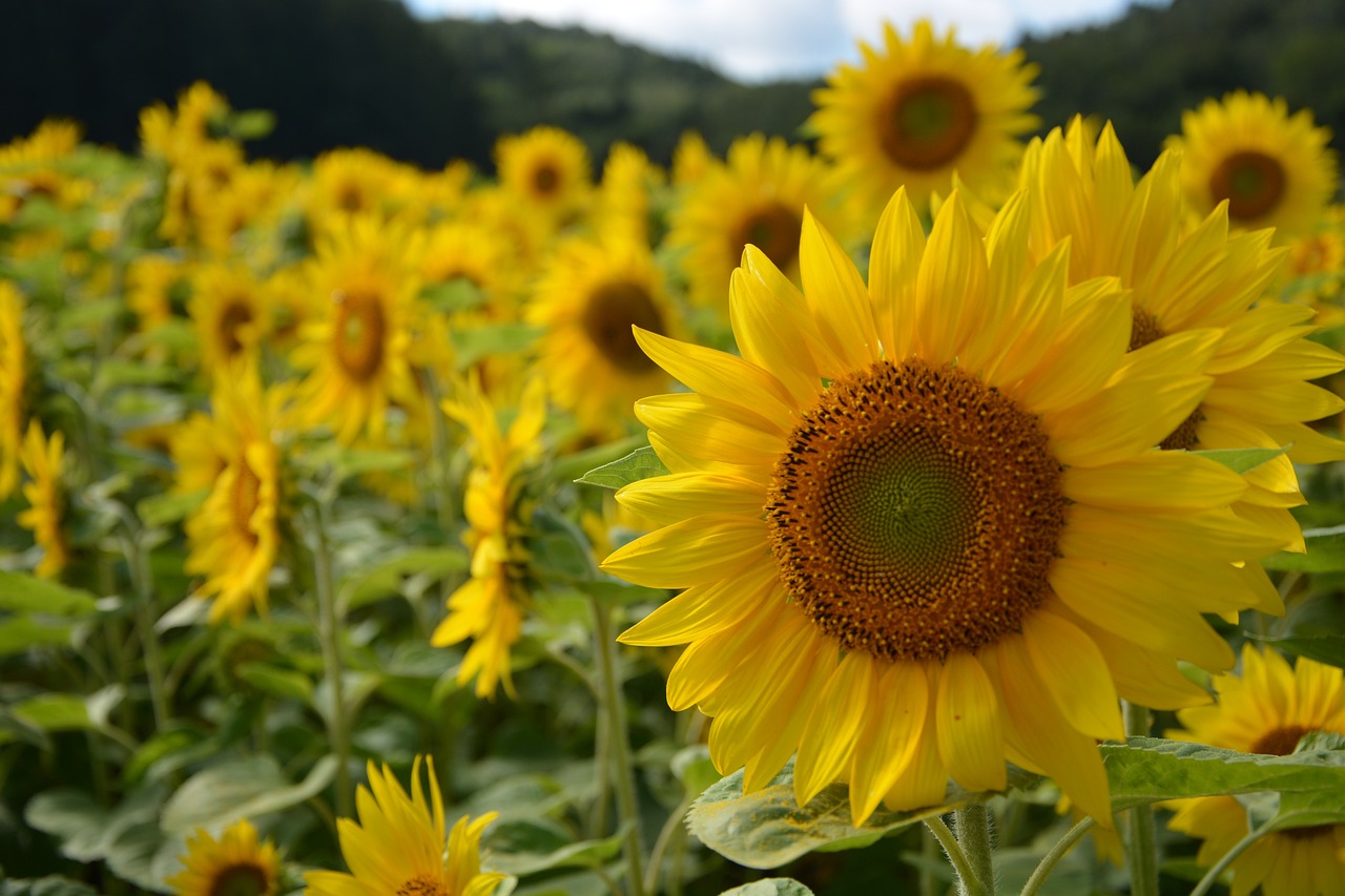 sunflower-891015_1280