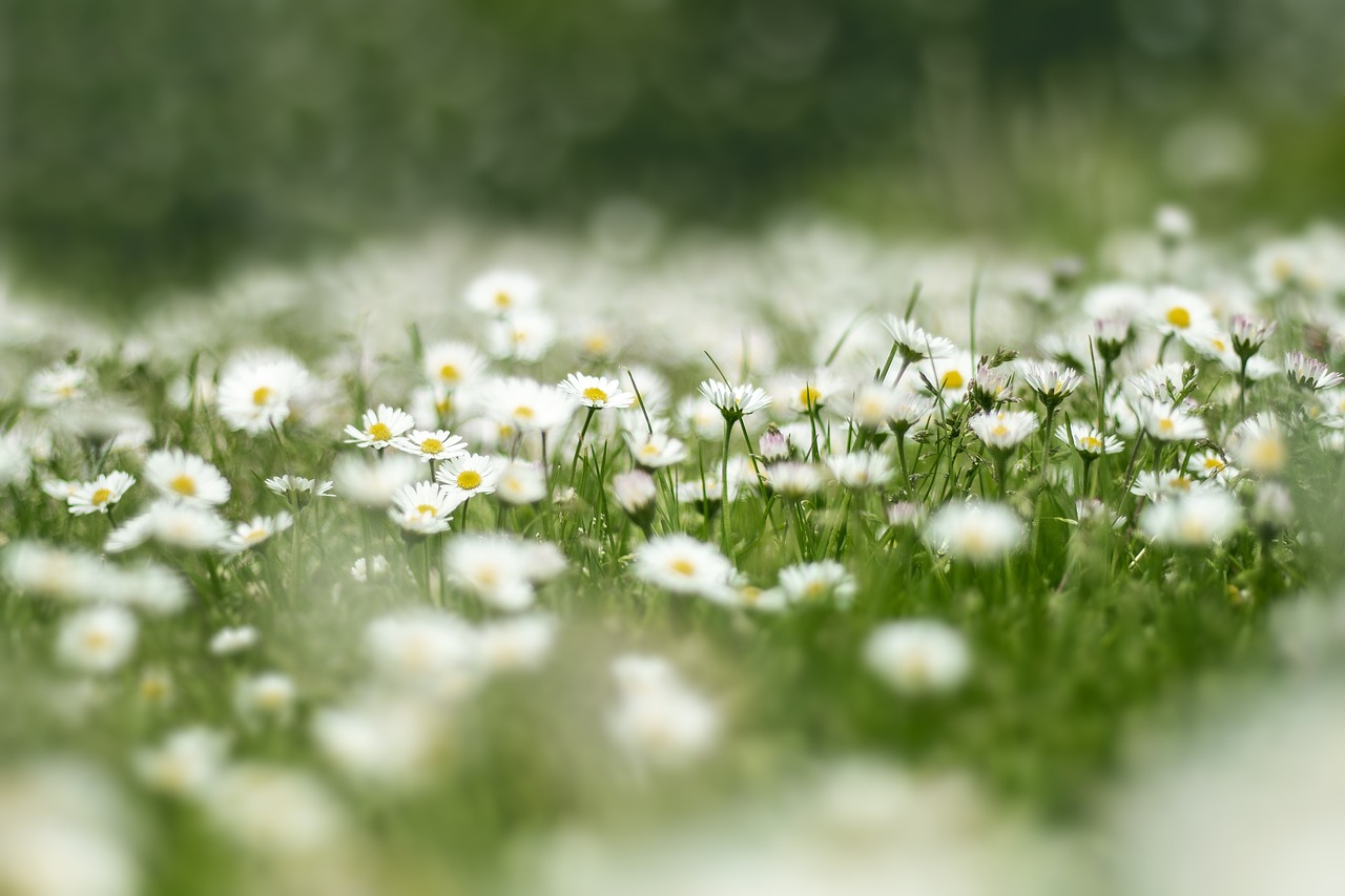 flower-meadow-4999277_1280