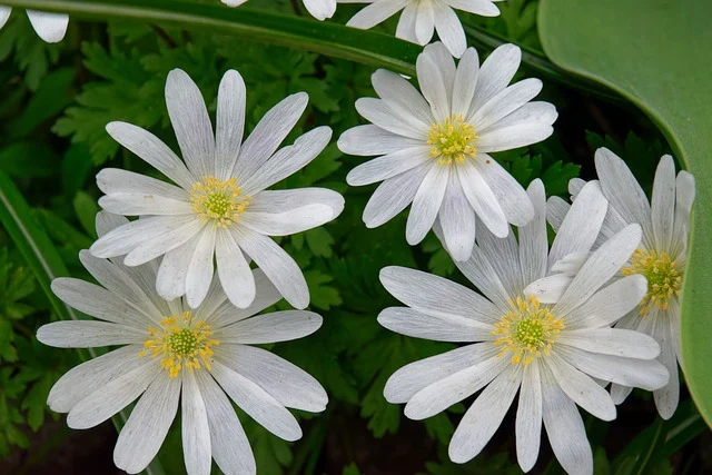 flowers-9578969_640