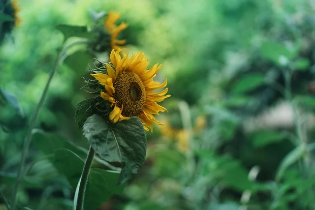 sunflower-9568413_640