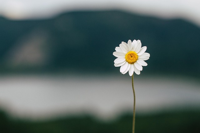 daisy-5383056_640