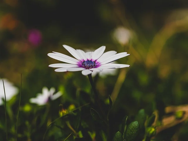 flower-9453062_640