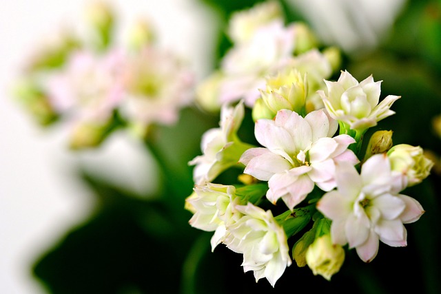 kalanchoe-7423662_640