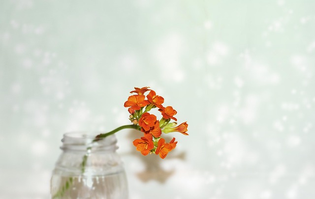 macro-2160314_640