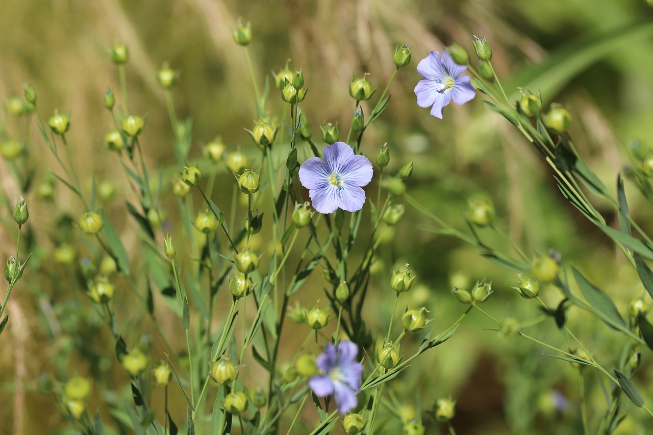 wild-flax-4322342_1280