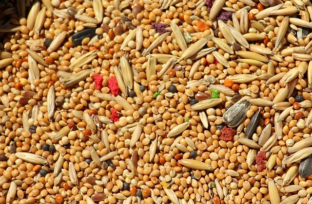grains-3601581_640
