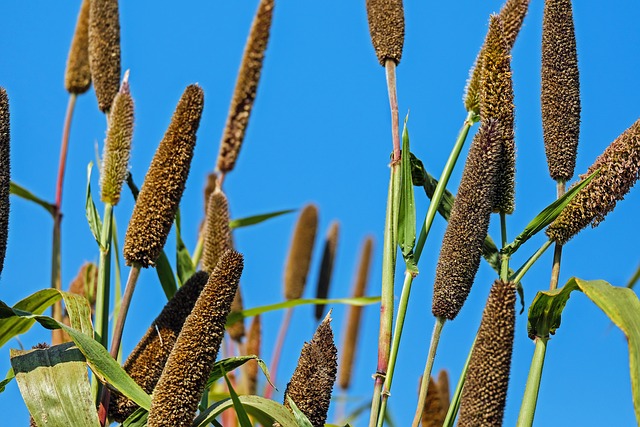millet-1697117_640