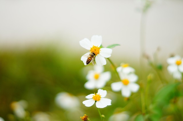 bee-573688_640