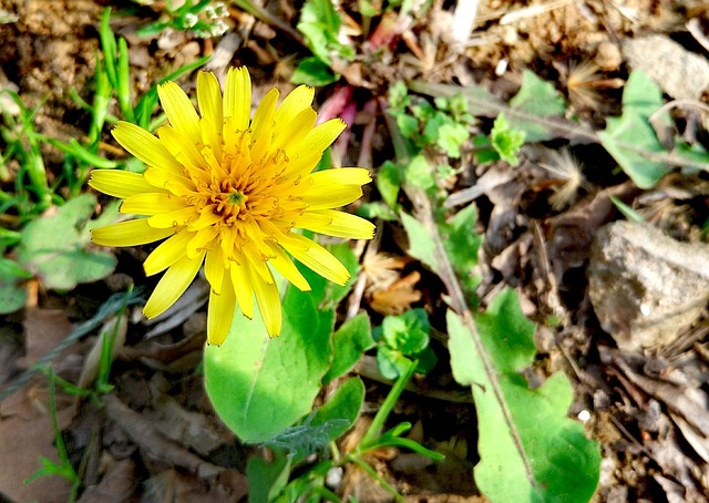 dandelion-2167985_640