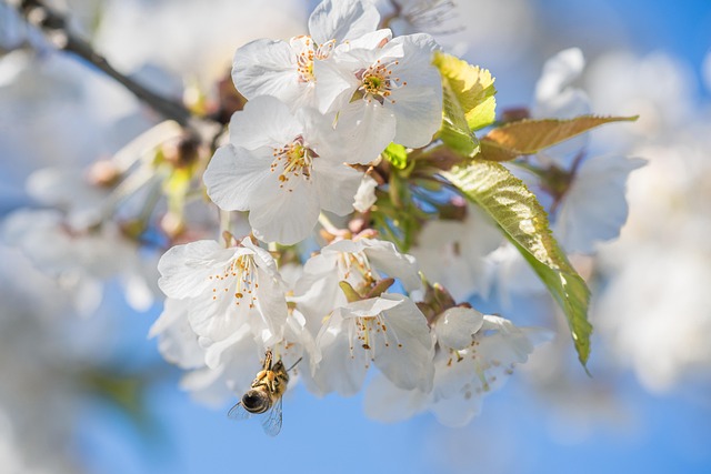 bee-7146136_640