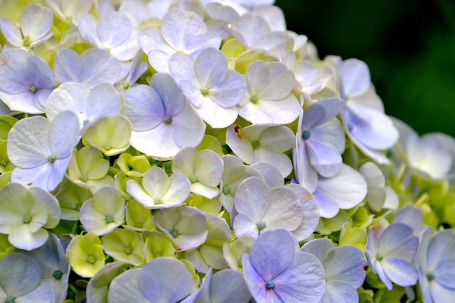 hydrangea-7865503_640