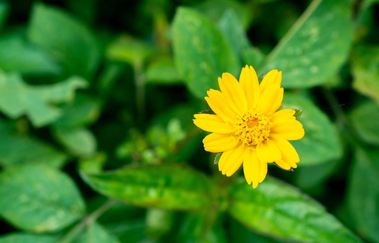 grass-flower-5067426_1280